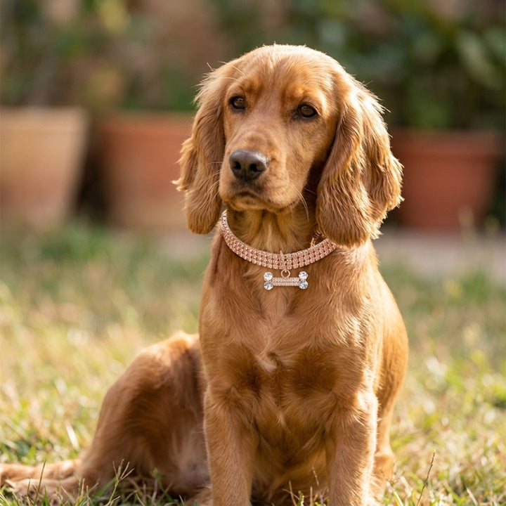 Valcor Loyaler Kupfer-Hundehalsband